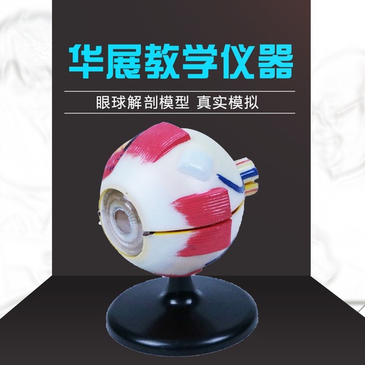 [EA-03] ​Anatomico Ocular